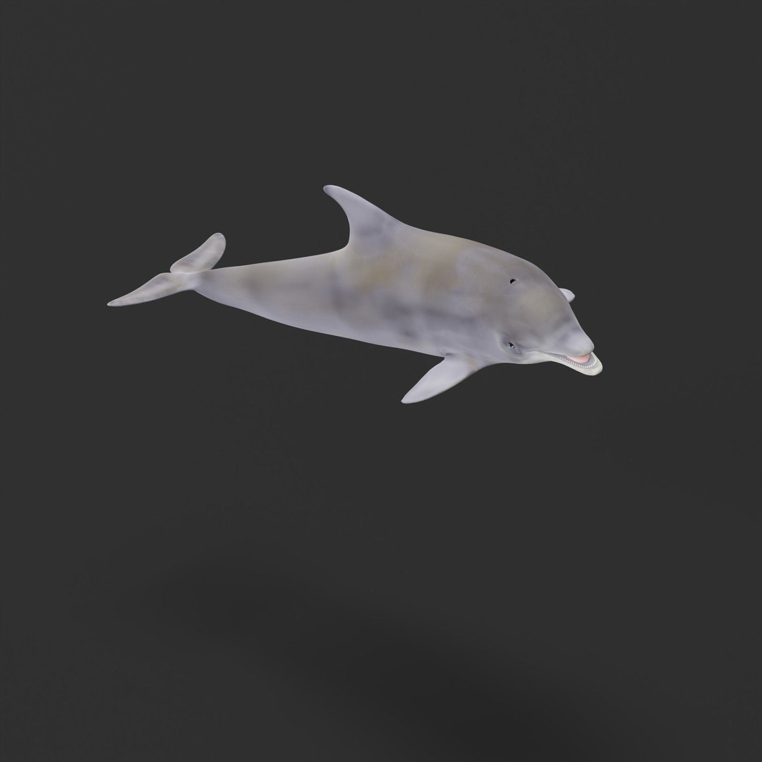 Bottlenose Dolphin 3D Model – Cute Rigged Animation with PBR Textures - View 26