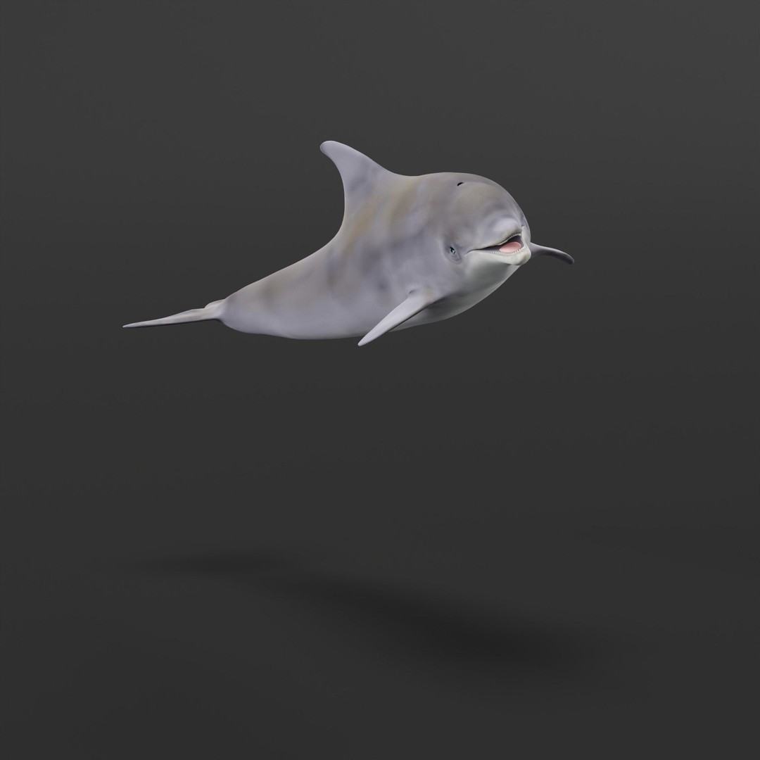 Bottlenose Dolphin 3D Model – Cute Rigged Animation with PBR Textures - View 27
