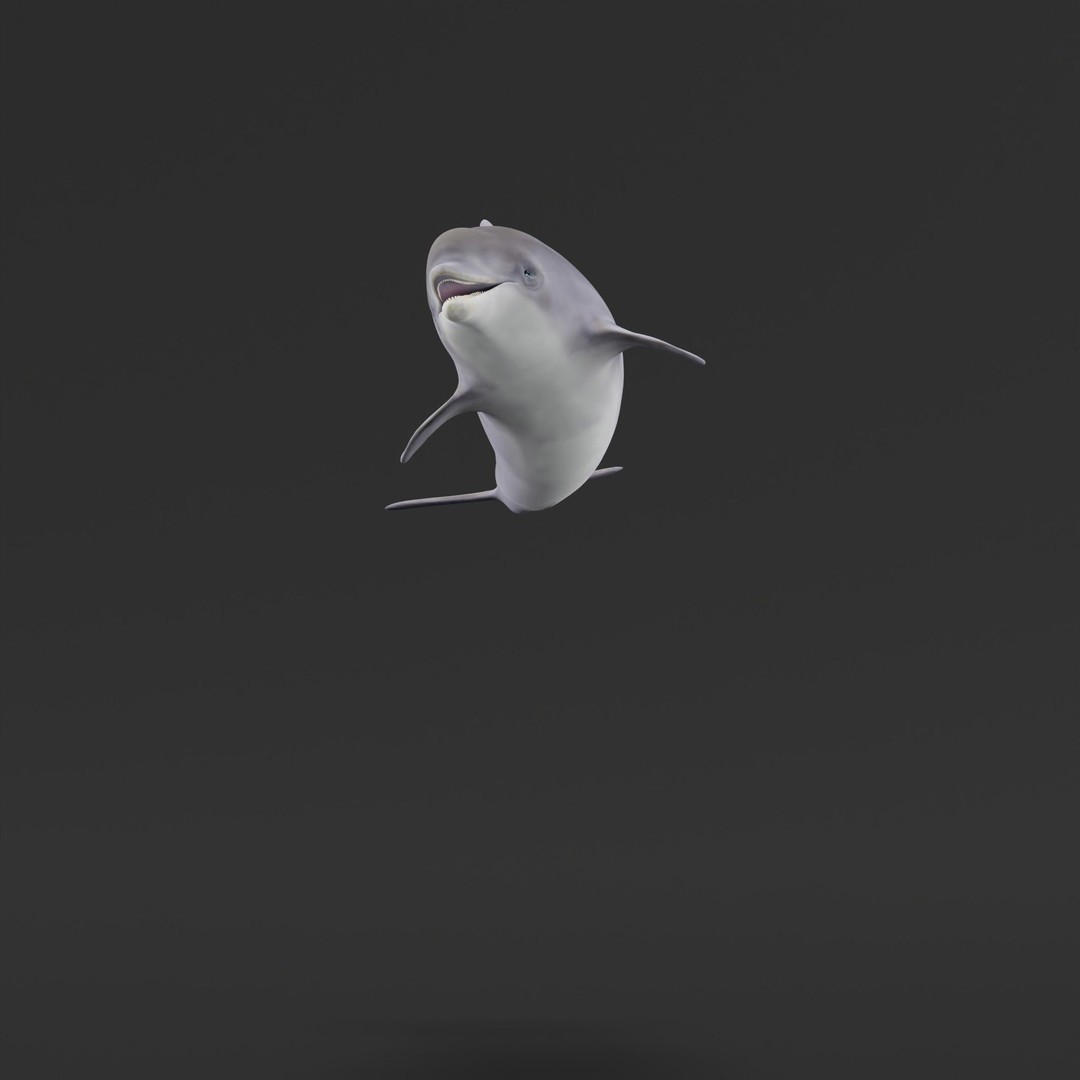 Bottlenose Dolphin 3D Model – Cute Rigged Animation with PBR Textures - View 28
