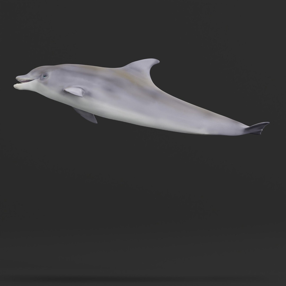 Bottlenose Dolphin 3D Model – Cute Rigged Animation with PBR Textures - View 29