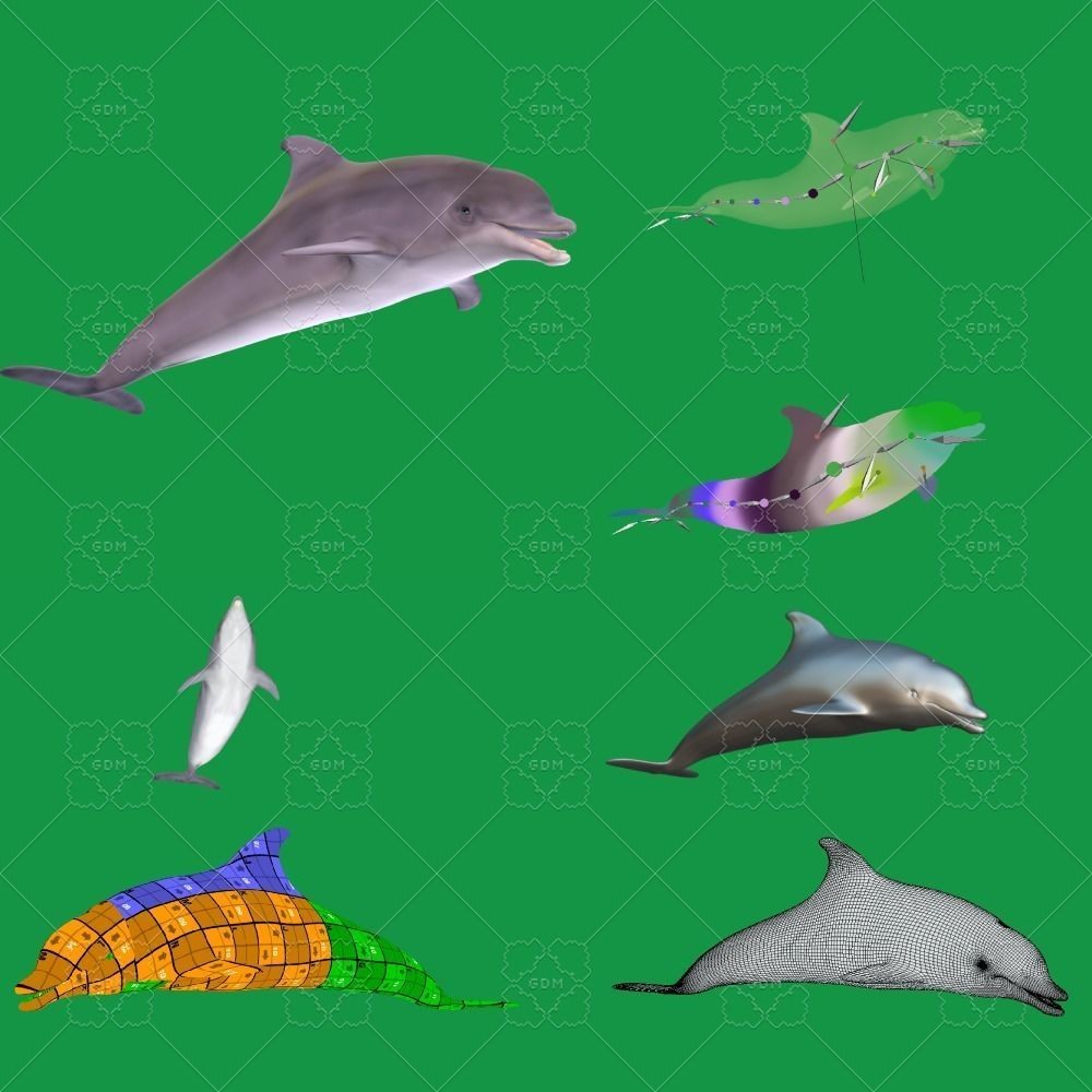 Bottlenose Dolphin 3D Model – Cute Rigged Animation with PBR Textures - View 3