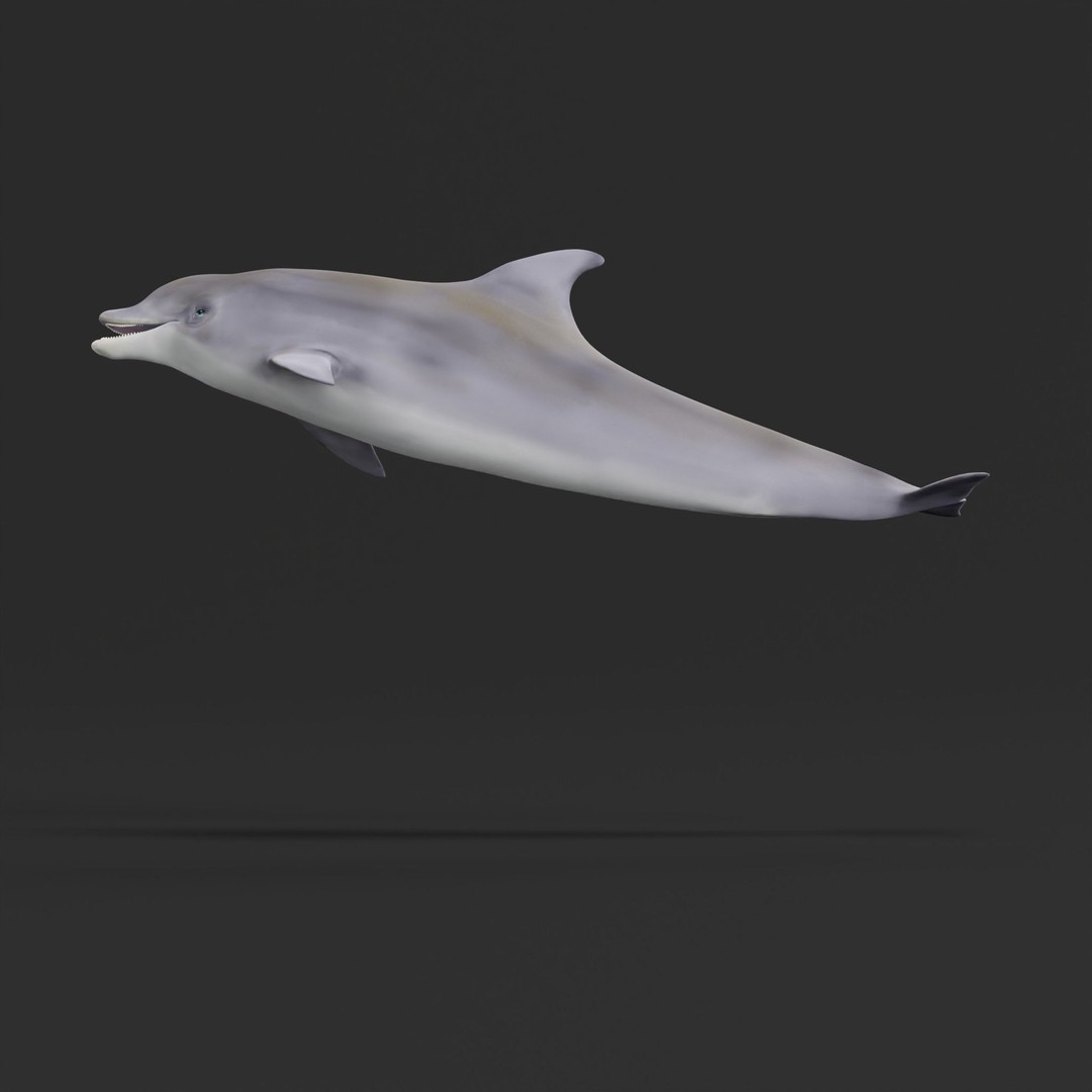 Bottlenose Dolphin 3D Model – Cute Rigged Animation with PBR Textures - View 30