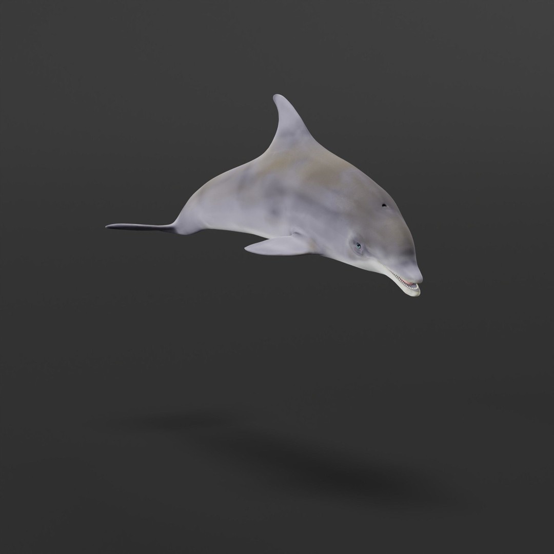Bottlenose Dolphin 3D Model – Cute Rigged Animation with PBR Textures - View 31