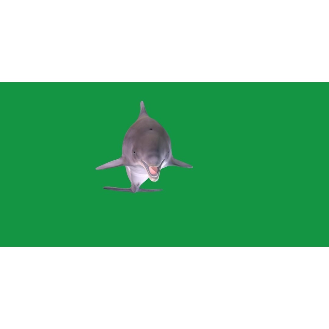Bottlenose Dolphin 3D Model – Cute Rigged Animation with PBR Textures - View 4