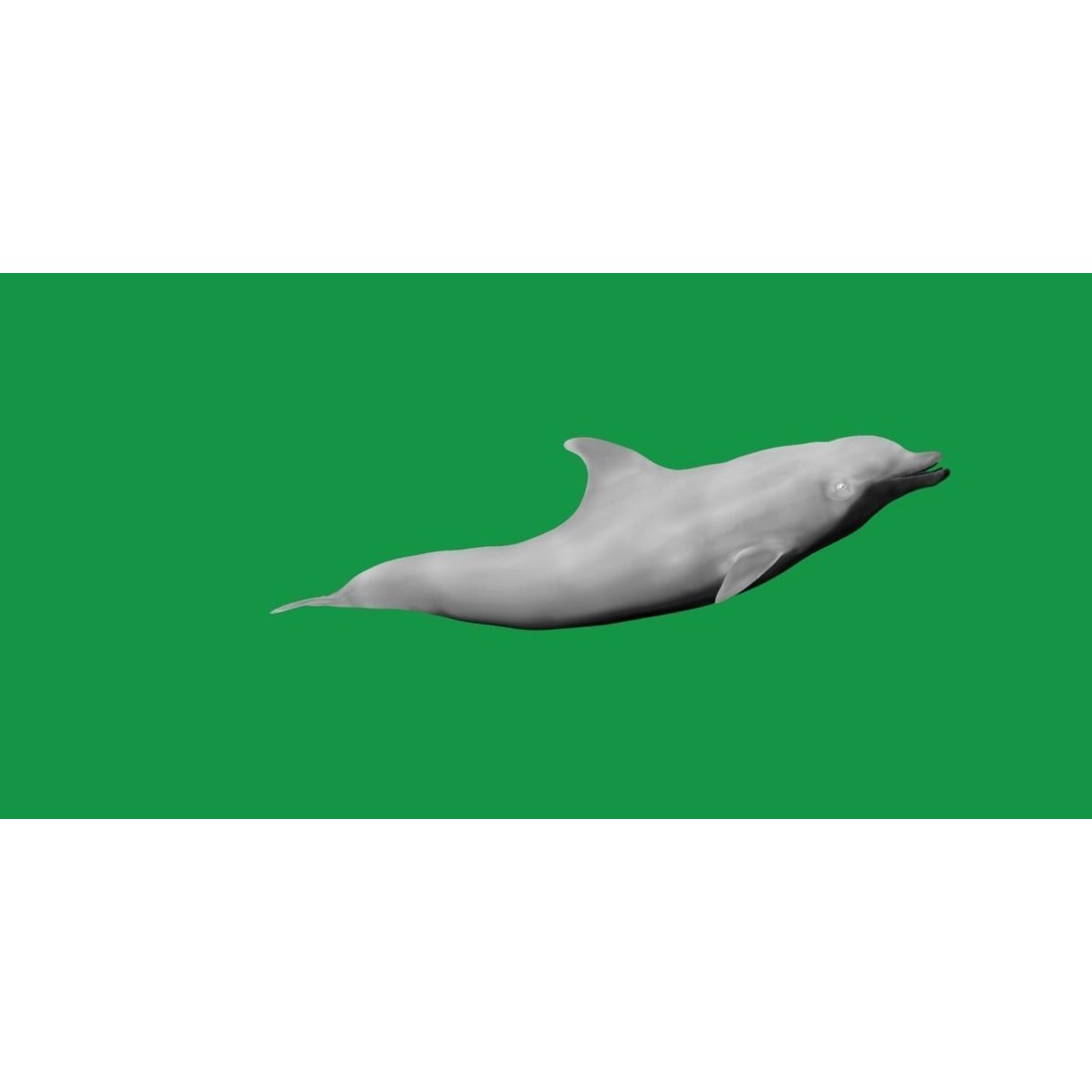 Bottlenose Dolphin 3D Model – Cute Rigged Animation with PBR Textures - View 5