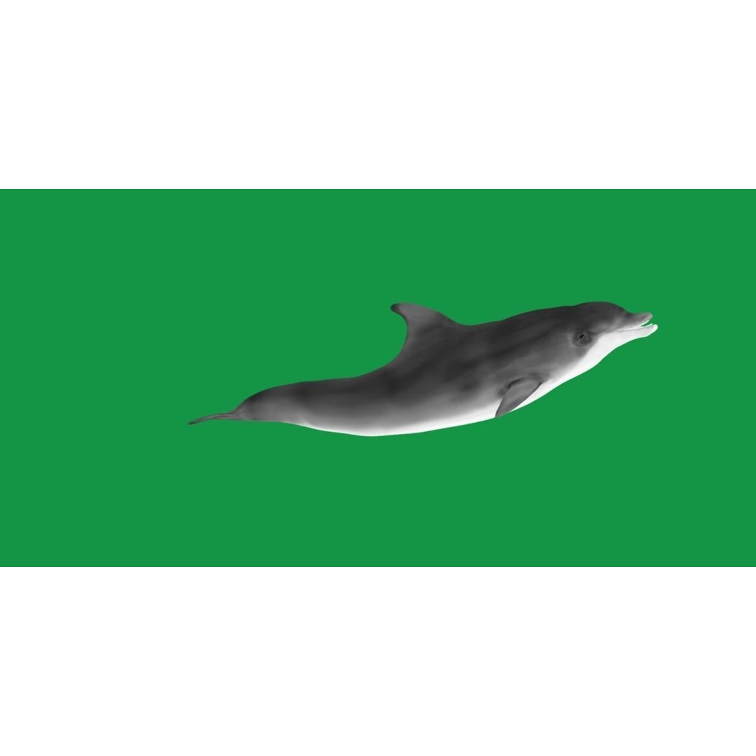 Bottlenose Dolphin 3D Model – Cute Rigged Animation with PBR Textures - View 6