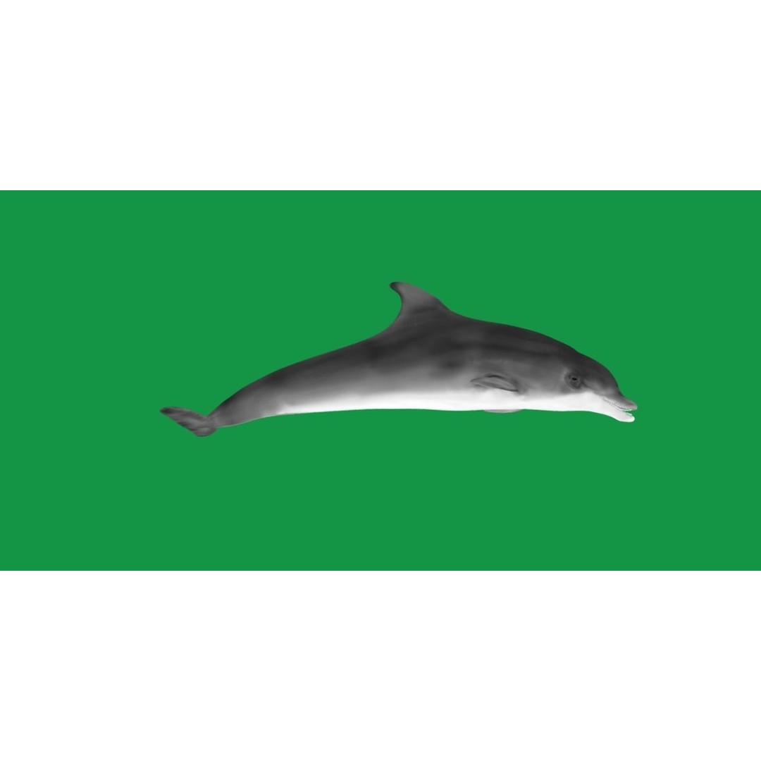 Bottlenose Dolphin 3D Model – Cute Rigged Animation with PBR Textures - View 7