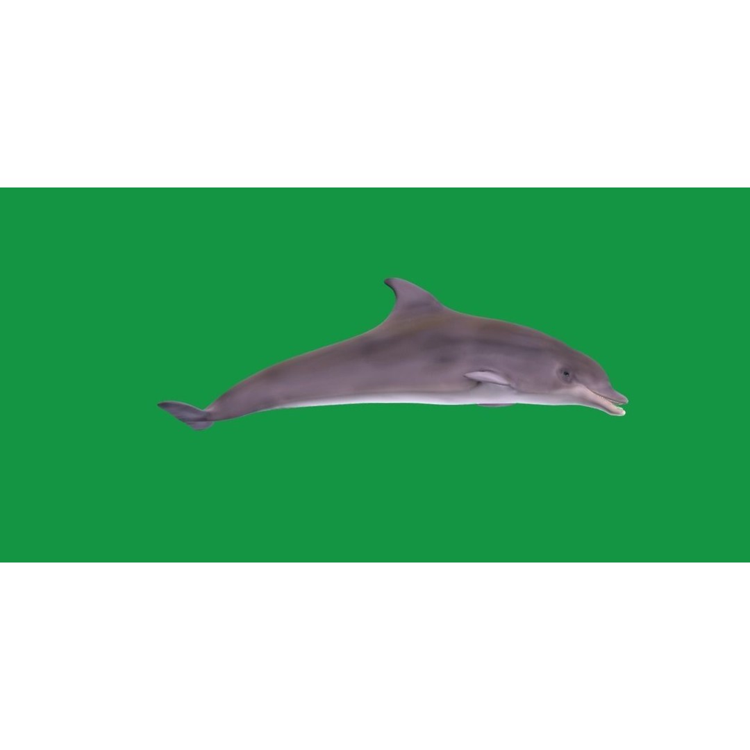 Bottlenose Dolphin 3D Model – Cute Rigged Animation with PBR Textures - View 8