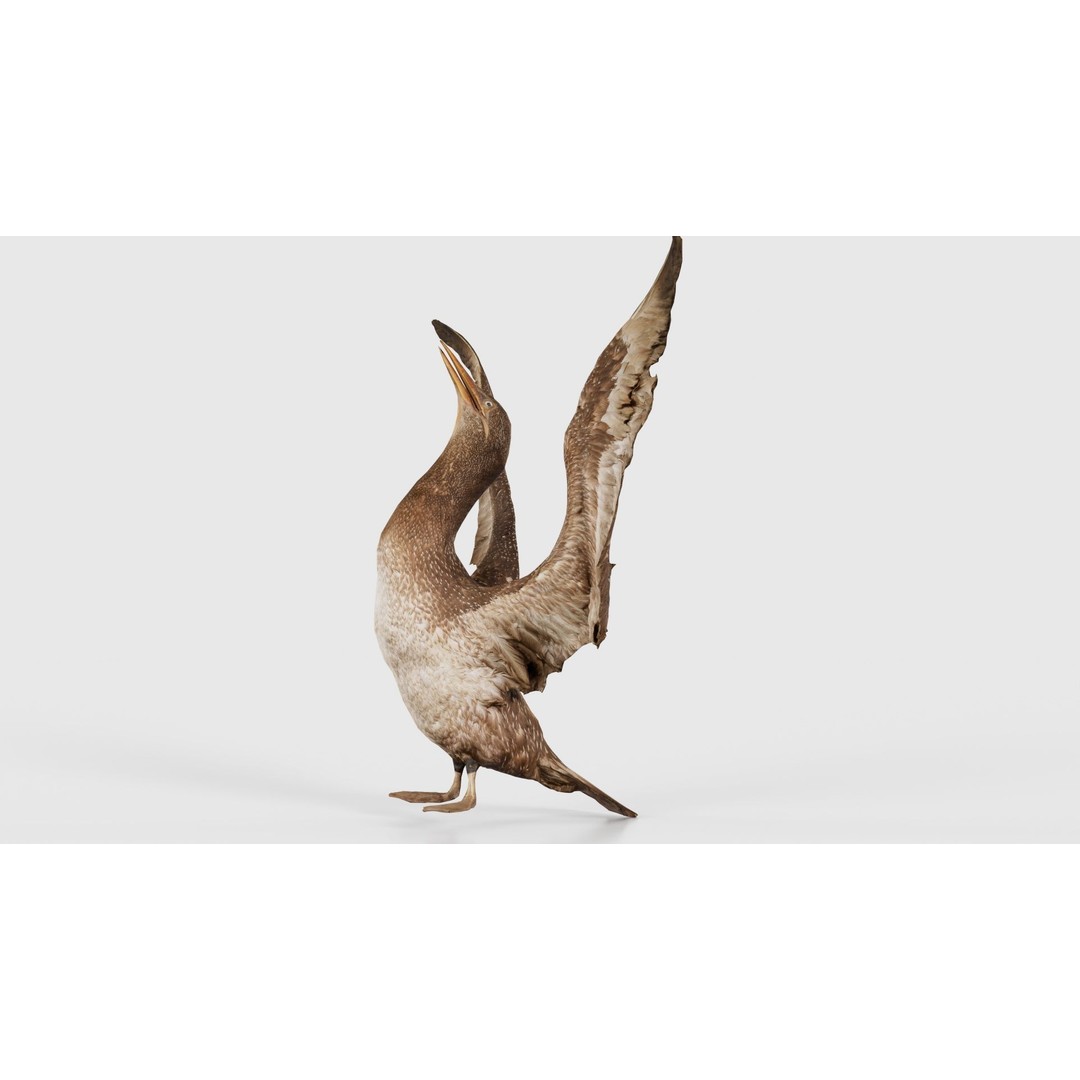Cormorant Corvus Marinus 3D Model – Low Poly Game Asset, FBX