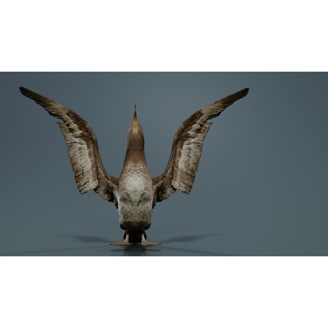 Cormorant Corvus Marinus 3D Model – Low Poly Game Asset, FBX - View 10
