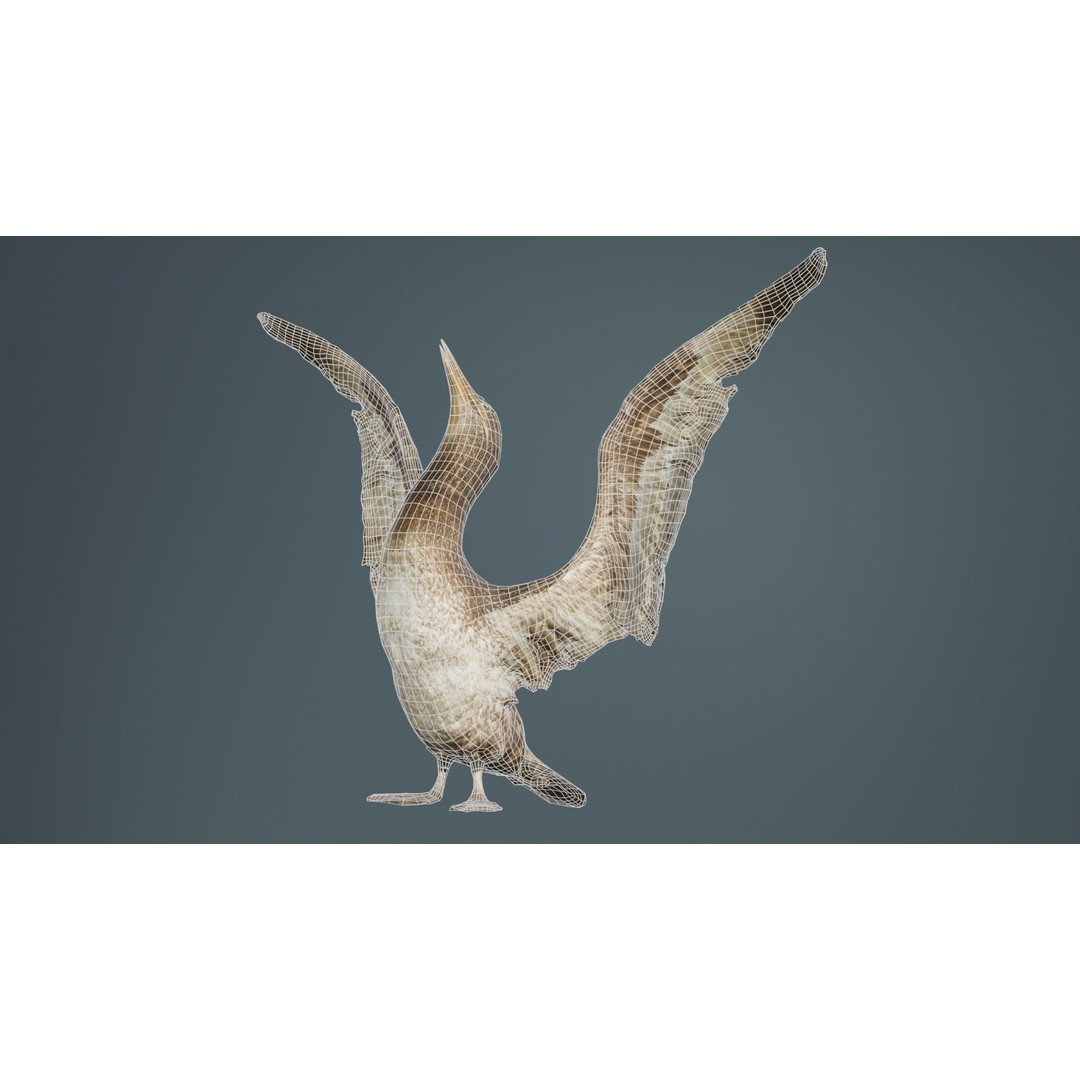 Cormorant Corvus Marinus 3D Model – Low Poly Game Asset, FBX - View 11