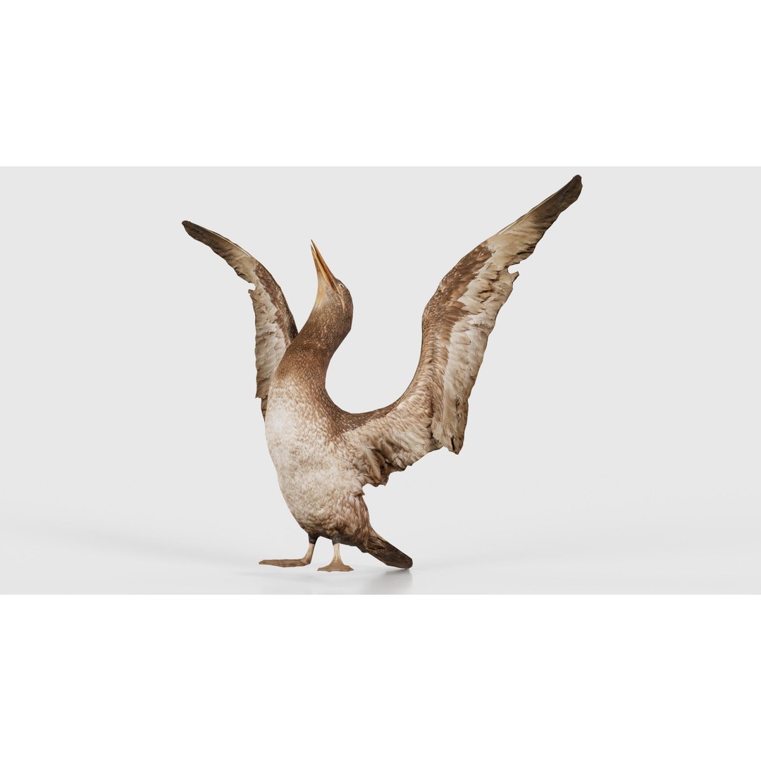 Cormorant Corvus Marinus 3D Model – Low Poly Game Asset, FBX - View 17