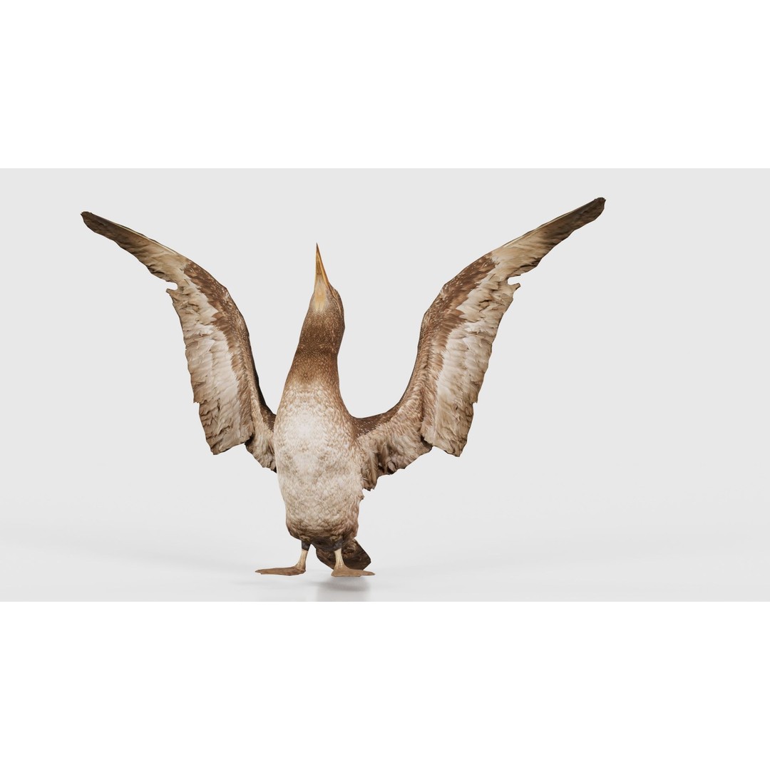 Cormorant Corvus Marinus 3D Model – Low Poly Game Asset, FBX - View 18