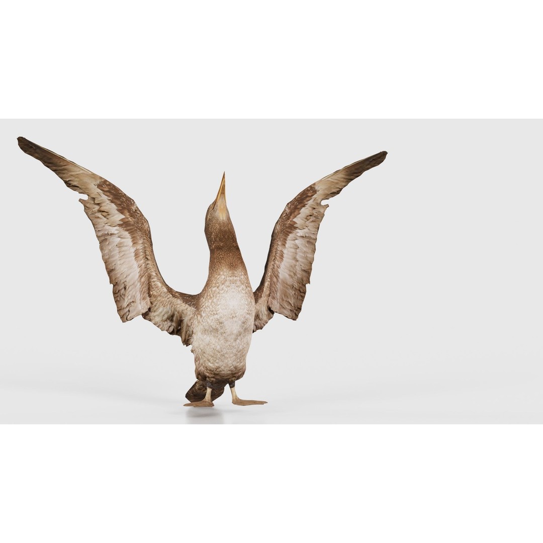 Cormorant Corvus Marinus 3D Model – Low Poly Game Asset, FBX - View 19