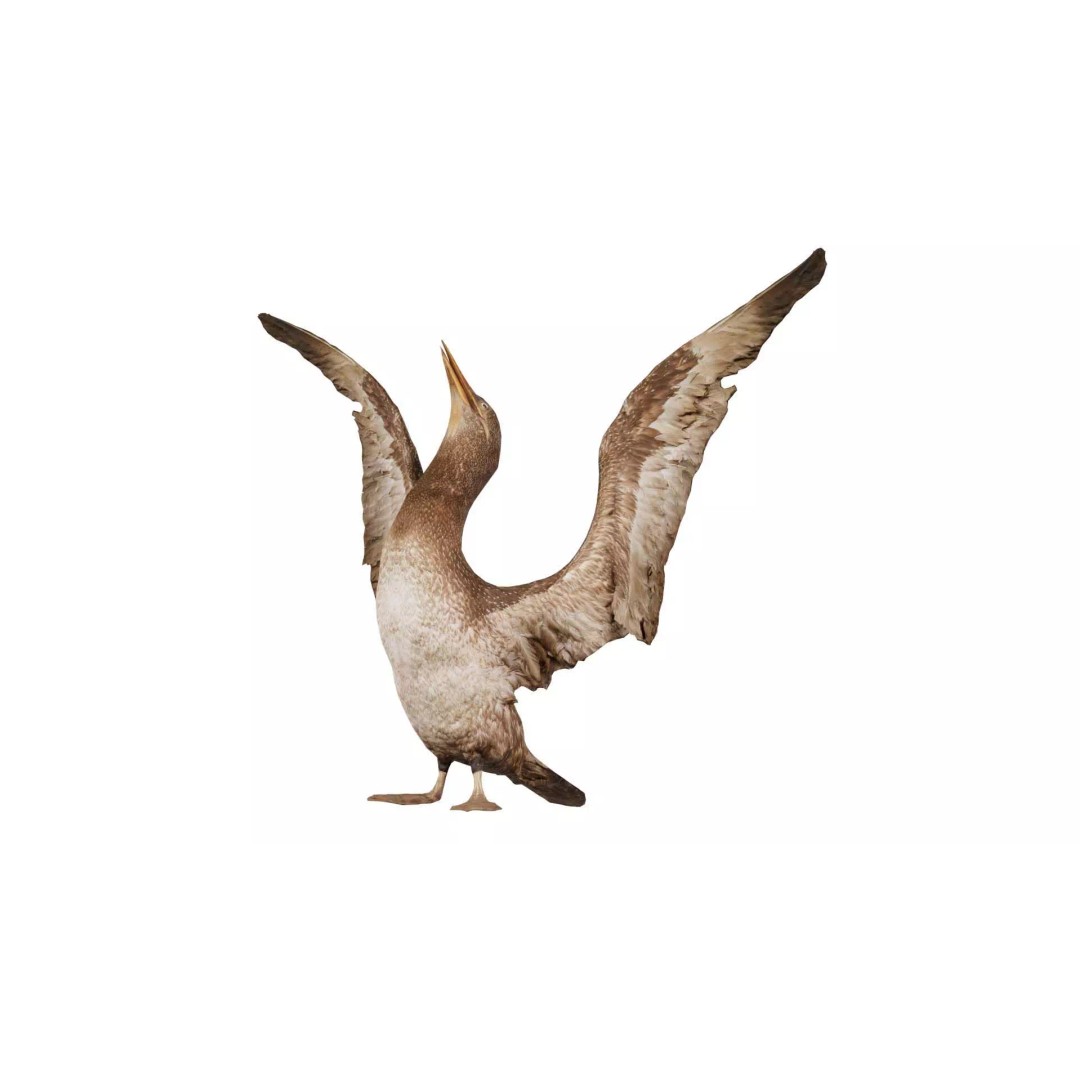 Cormorant Corvus Marinus 3D Model – Low Poly Game Asset, FBX - View 2