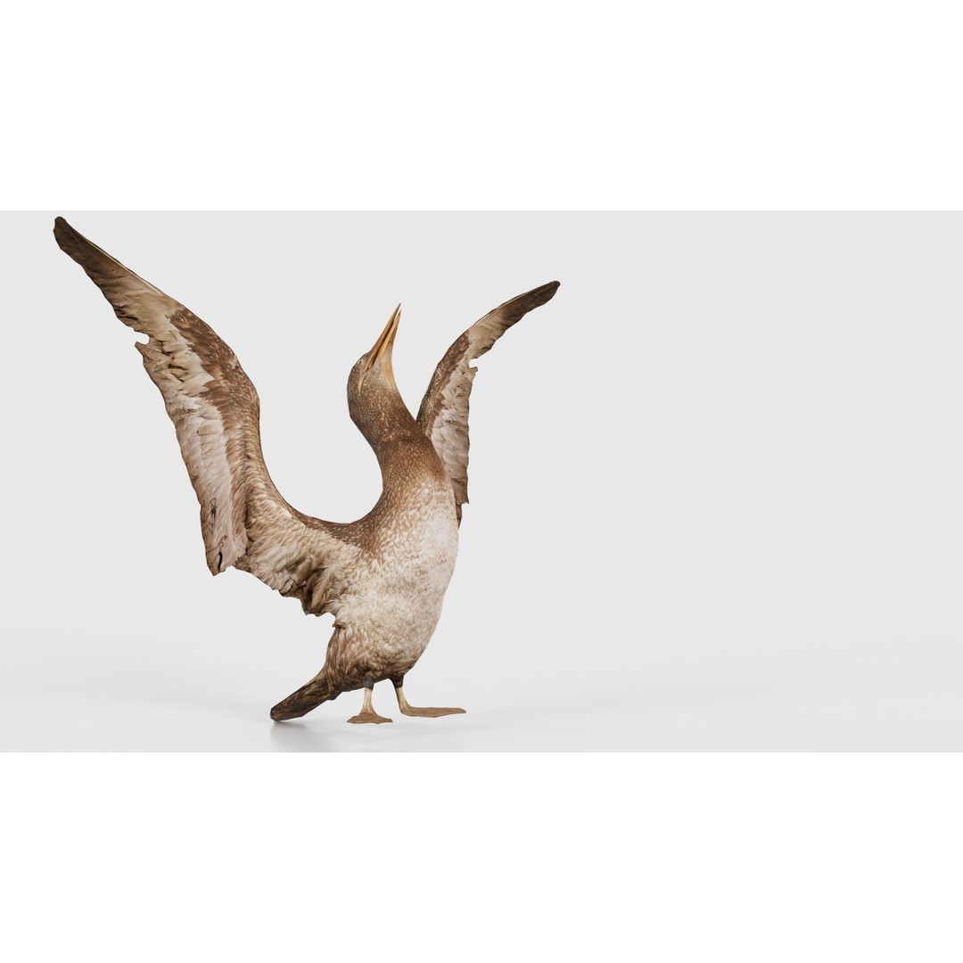 Cormorant Corvus Marinus 3D Model – Low Poly Game Asset, FBX - View 20