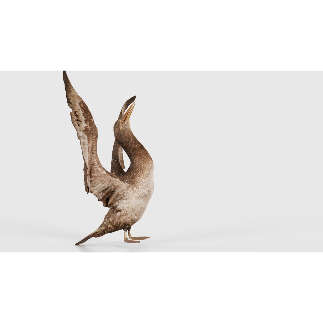 Cormorant Corvus Marinus 3D Model – Low Poly Game Asset, FBX - View 21