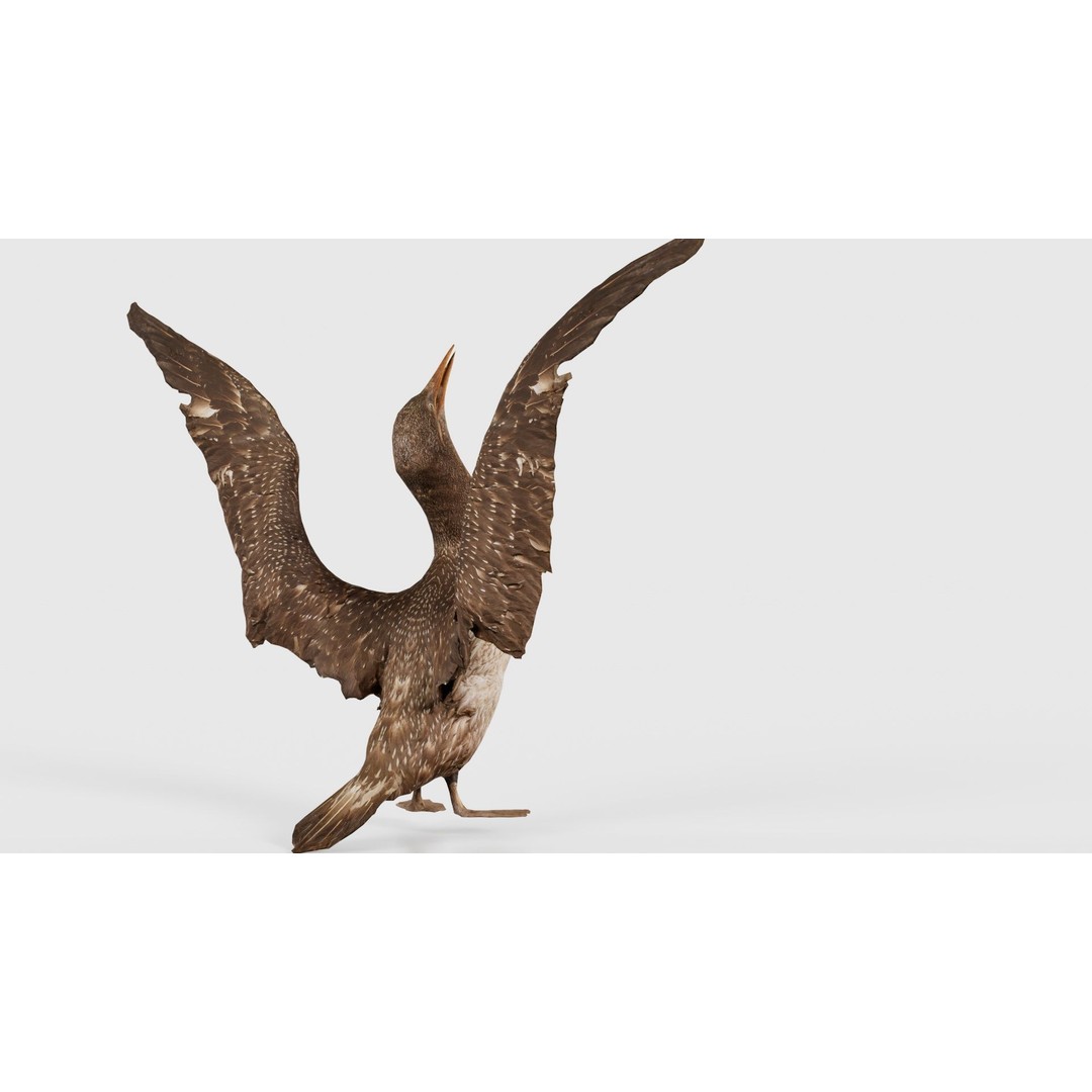 Cormorant Corvus Marinus 3D Model – Low Poly Game Asset, FBX - View 23