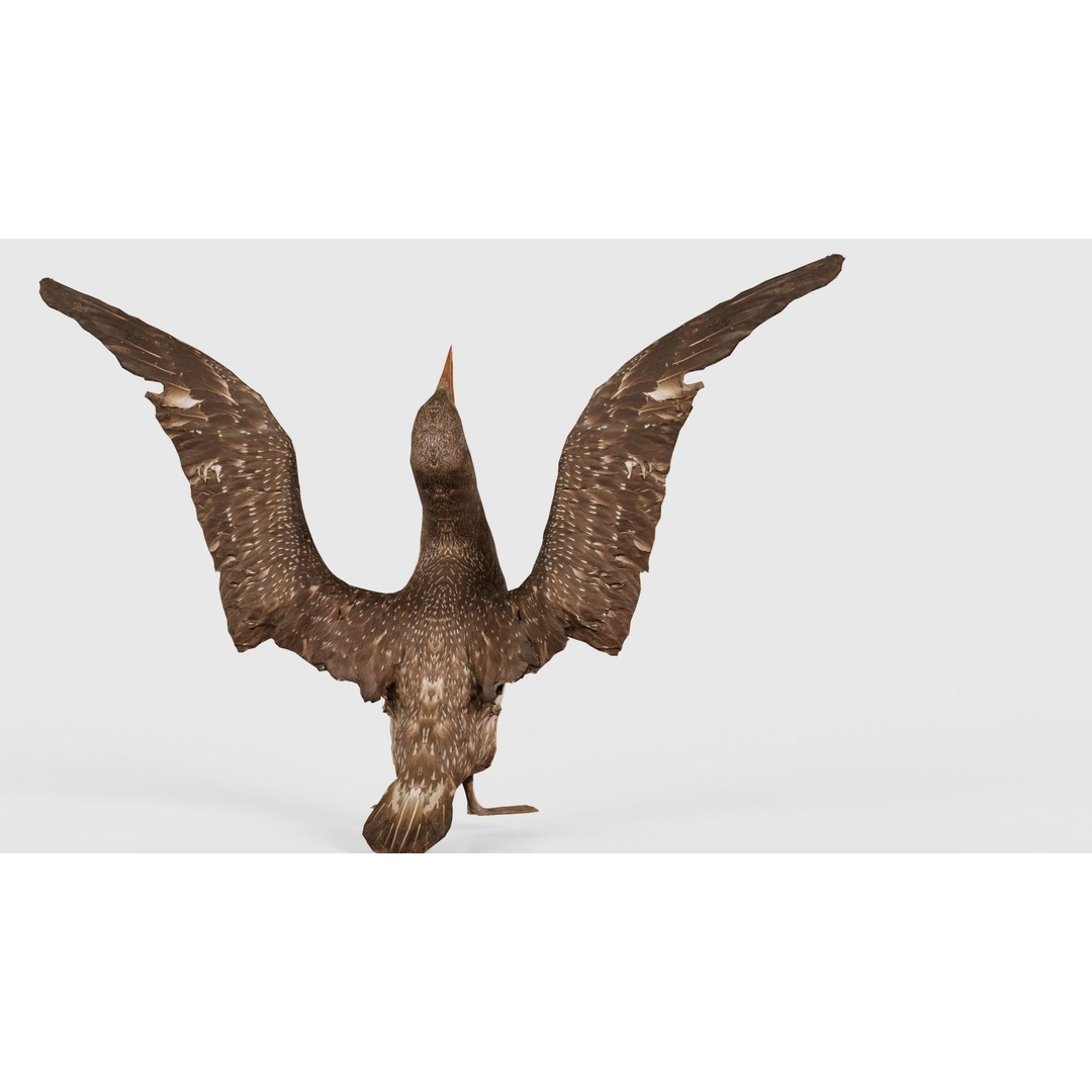 Cormorant Corvus Marinus 3D Model – Low Poly Game Asset, FBX - View 24