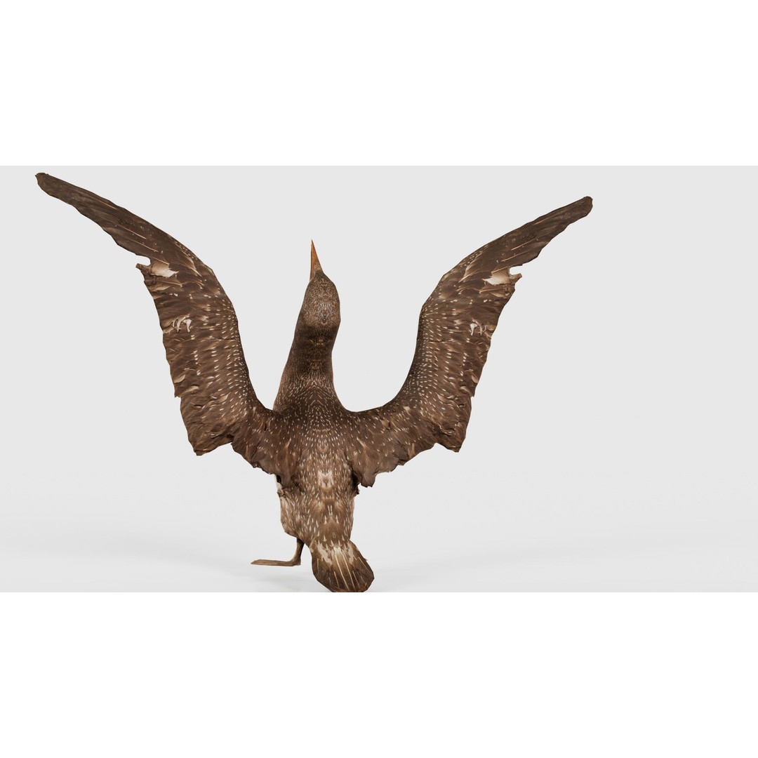 Cormorant Corvus Marinus 3D Model – Low Poly Game Asset, FBX - View 25