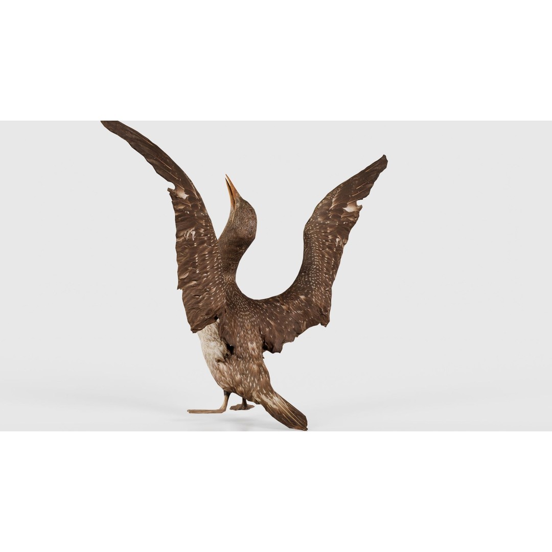 Cormorant Corvus Marinus 3D Model – Low Poly Game Asset, FBX - View 26