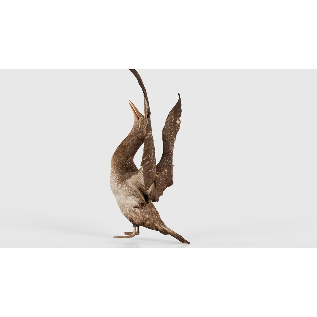 Cormorant Corvus Marinus 3D Model – Low Poly Game Asset, FBX - View 27