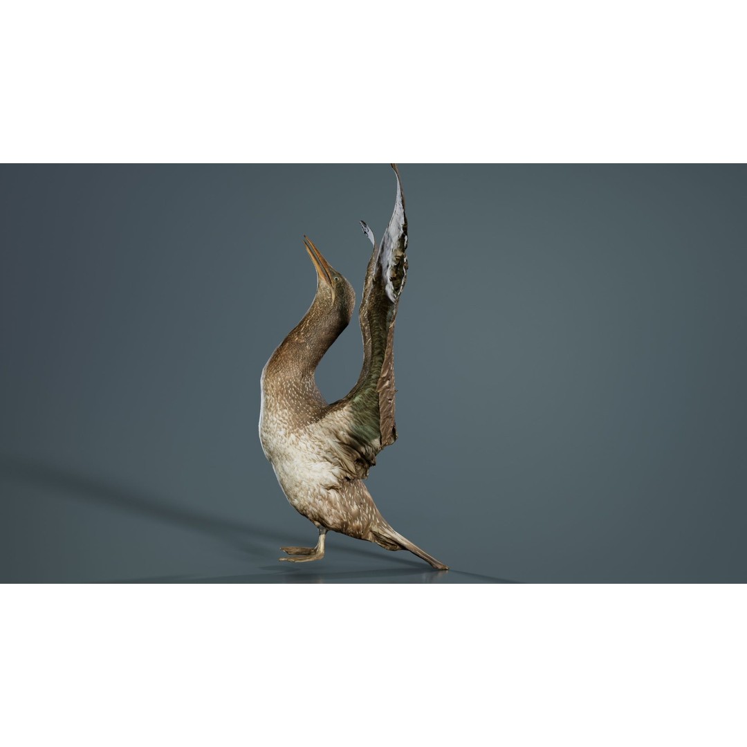 Cormorant Corvus Marinus 3D Model – Low Poly Game Asset, FBX - View 4