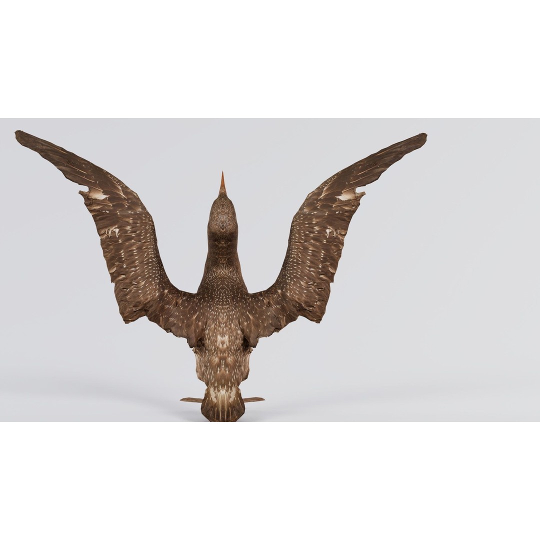 Cormorant Corvus Marinus 3D Model – Low Poly Game Asset, FBX - View 5
