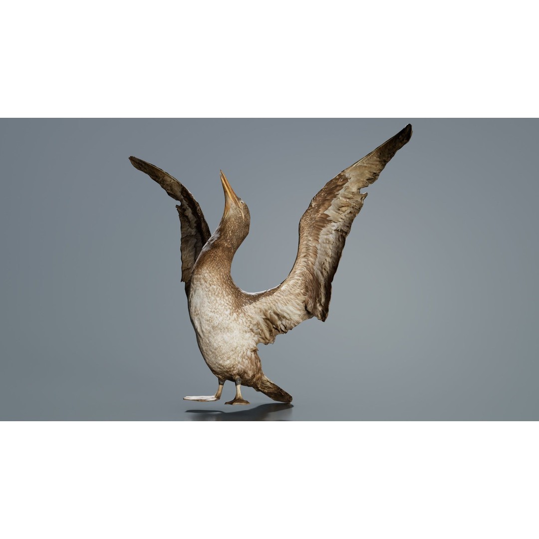 Cormorant Corvus Marinus 3D Model – Low Poly Game Asset, FBX - View 6