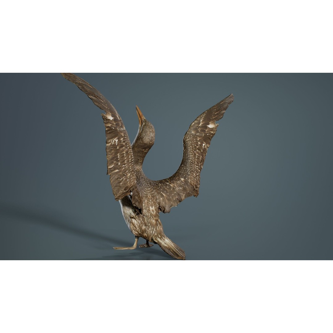 Cormorant Corvus Marinus 3D Model – Low Poly Game Asset, FBX - View 7