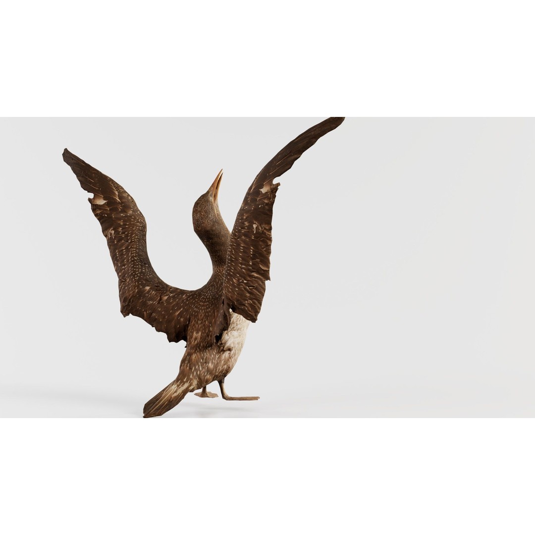Cormorant Corvus Marinus 3D Model – Low Poly Game Asset, FBX - View 8
