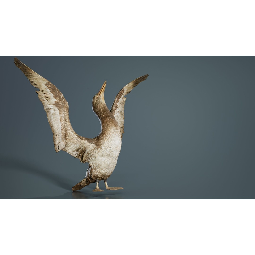 Cormorant Corvus Marinus 3D Model – Low Poly Game Asset, FBX - View 9