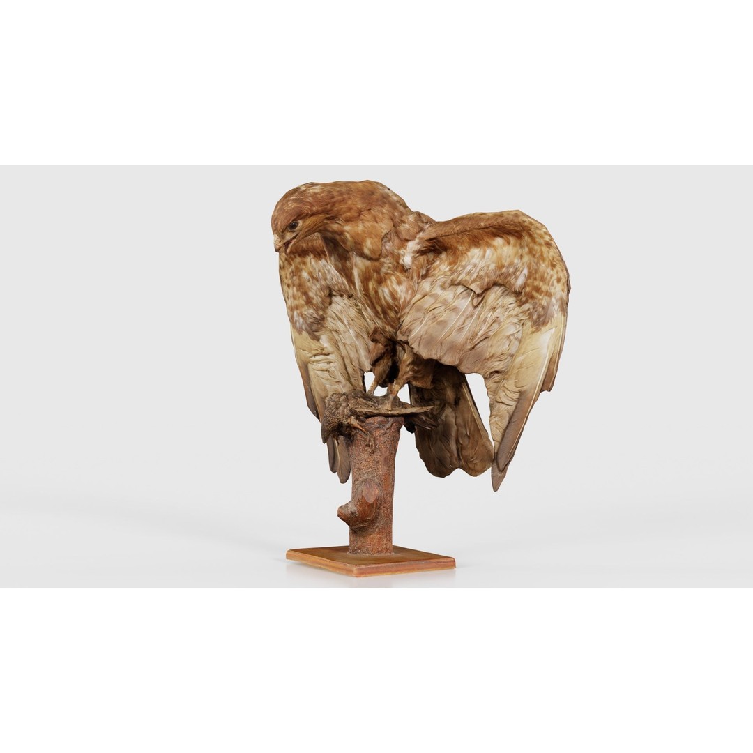 Australasian Harrier 3D Model – Low Poly Bird, FBX, Blender