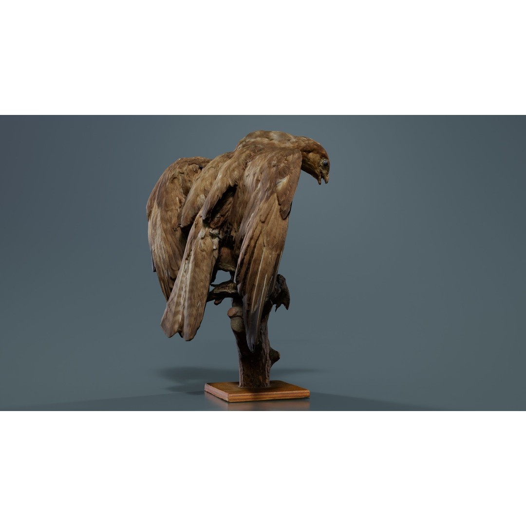 Australasian Harrier 3D Model – Low Poly Bird, FBX, Blender - View 10