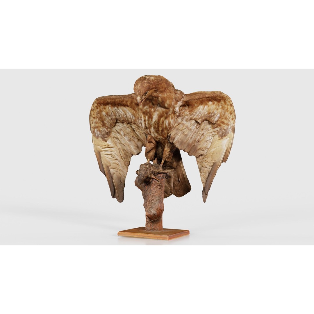 Australasian Harrier 3D Model – Low Poly Bird, FBX, Blender - View 17