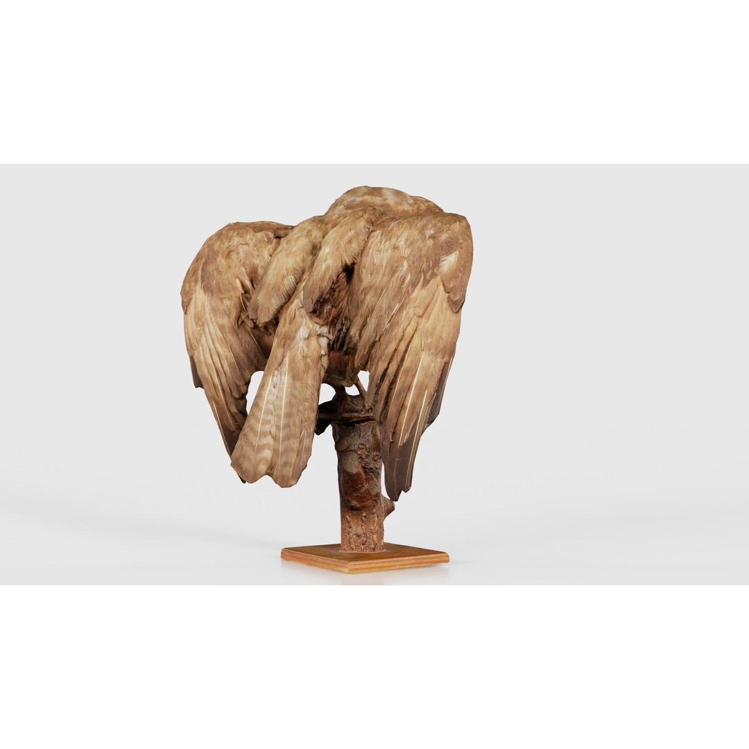 Australasian Harrier 3D Model – Low Poly Bird, FBX, Blender - View 22