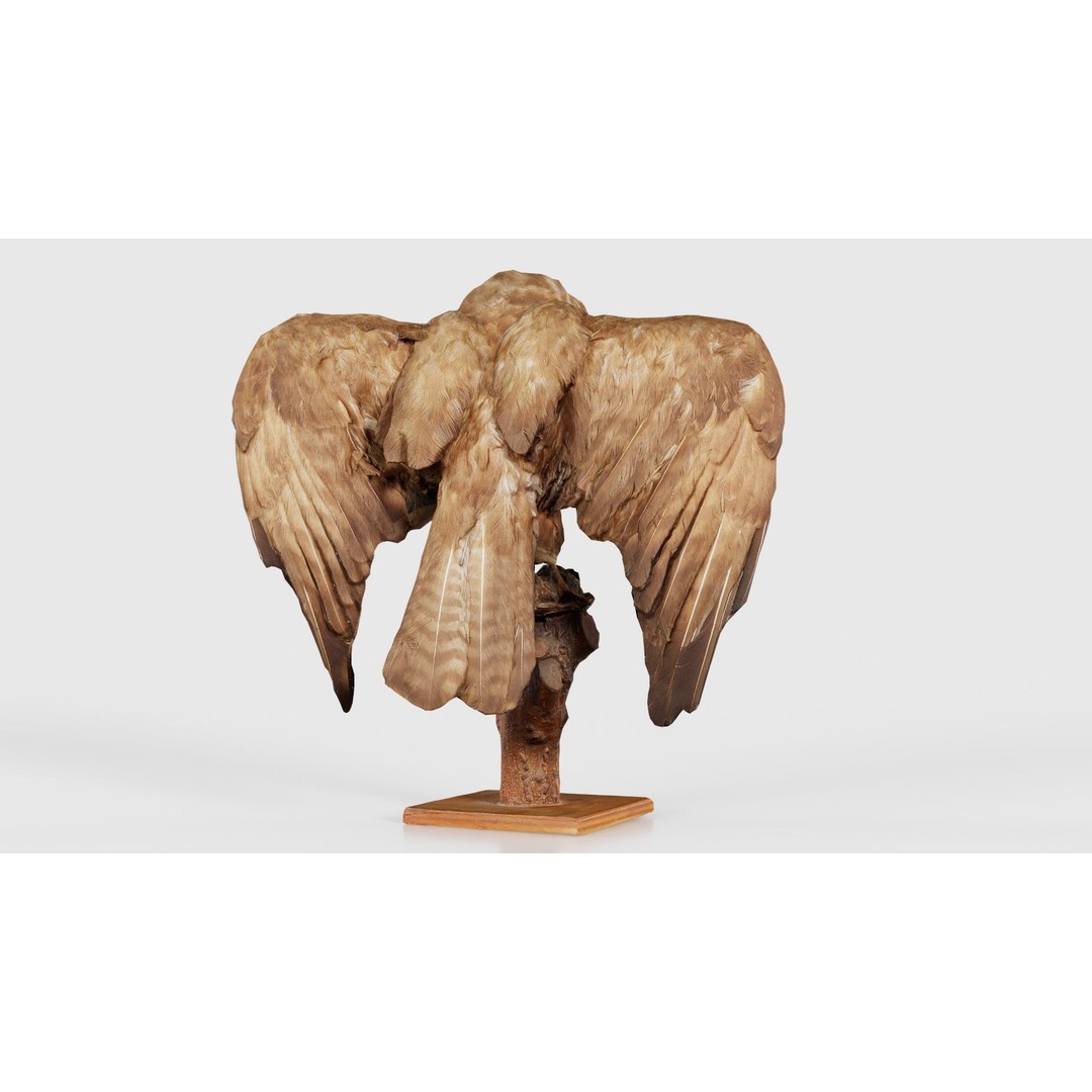 Australasian Harrier 3D Model – Low Poly Bird, FBX, Blender - View 23
