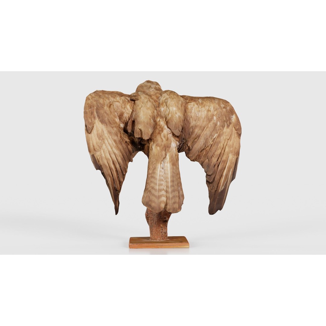 Australasian Harrier 3D Model – Low Poly Bird, FBX, Blender - View 24