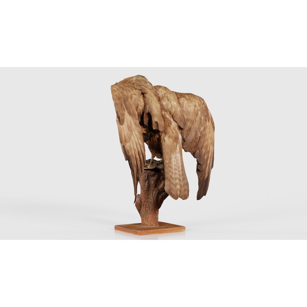 Australasian Harrier 3D Model – Low Poly Bird, FBX, Blender - View 25
