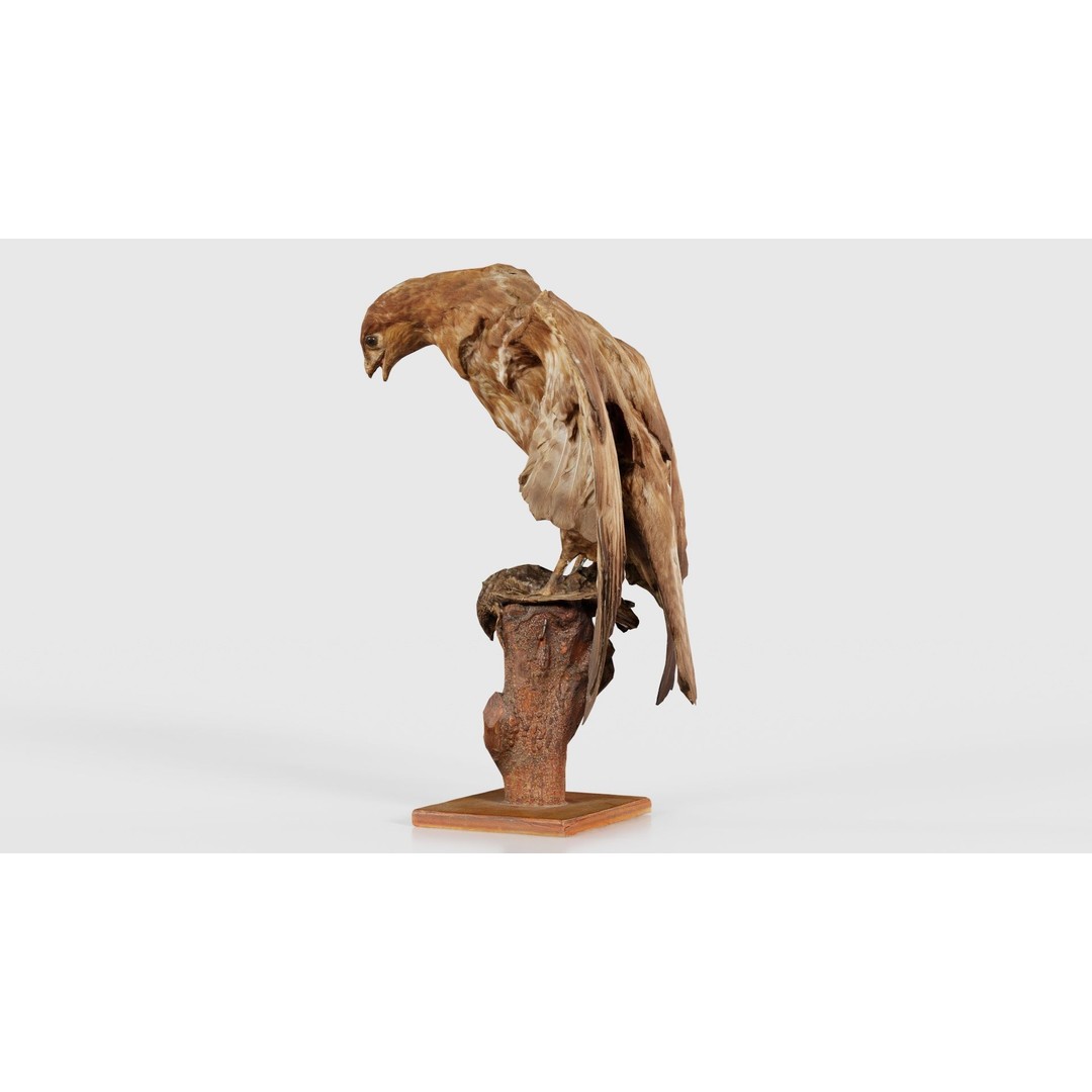 Australasian Harrier 3D Model – Low Poly Bird, FBX, Blender - View 26