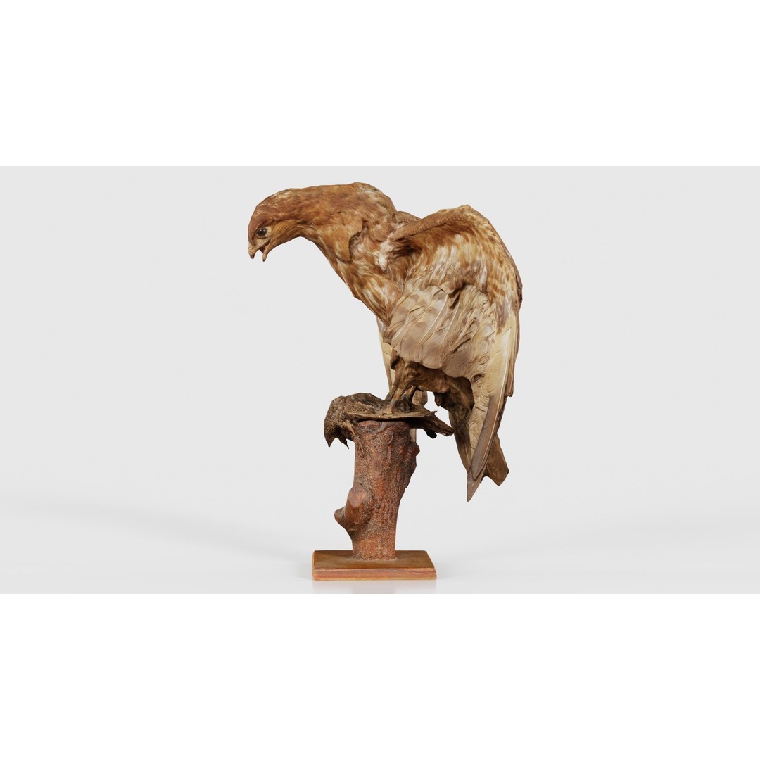 Australasian Harrier 3D Model – Low Poly Bird, FBX, Blender - View 27