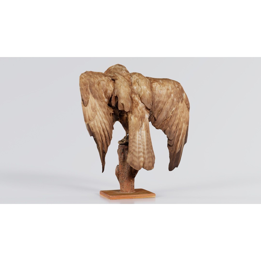 Australasian Harrier 3D Model – Low Poly Bird, FBX, Blender - View 3