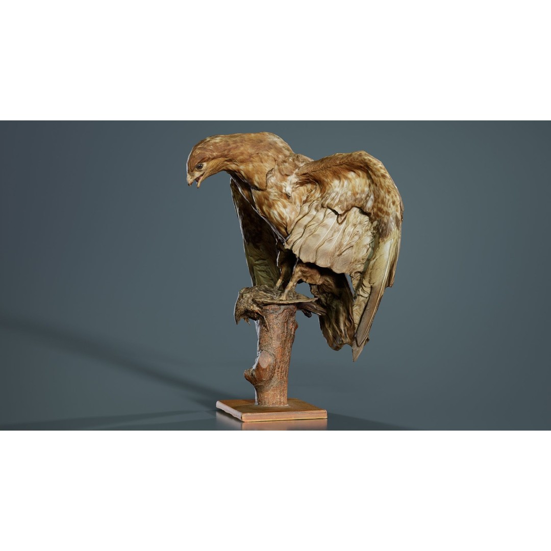 Australasian Harrier 3D Model – Low Poly Bird, FBX, Blender - View 4