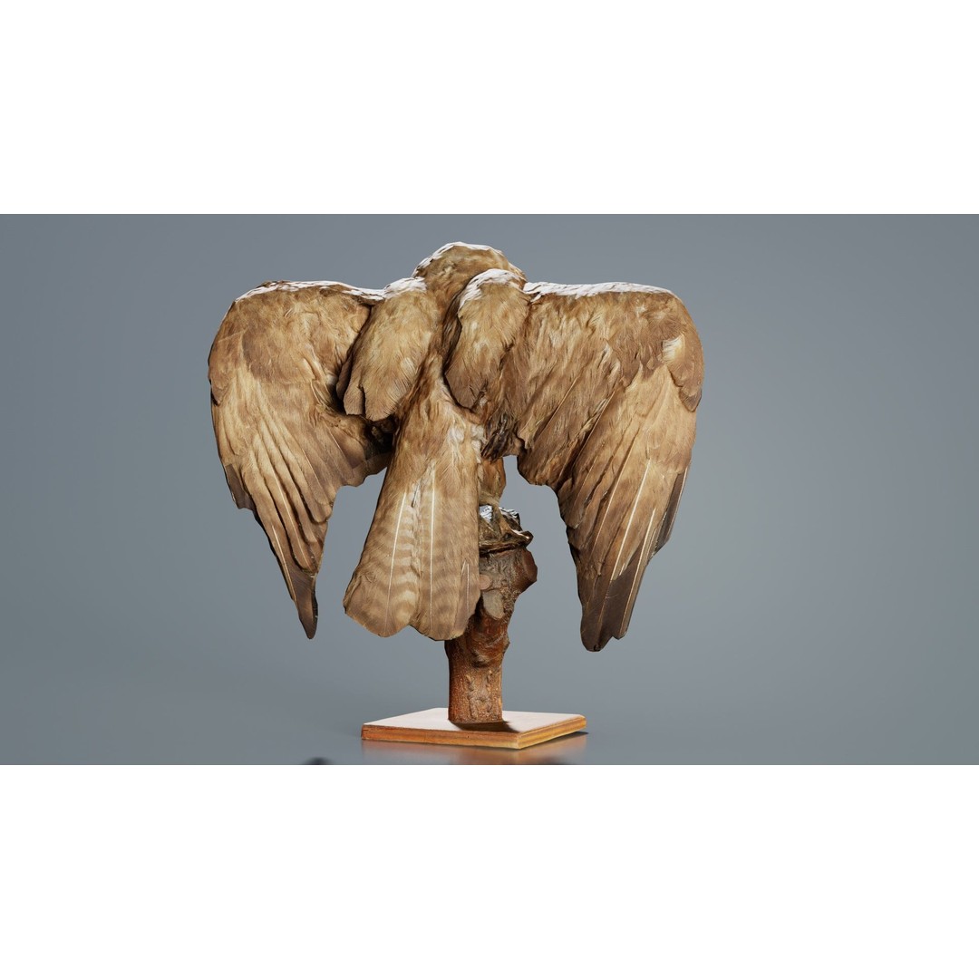 Australasian Harrier 3D Model – Low Poly Bird, FBX, Blender - View 6