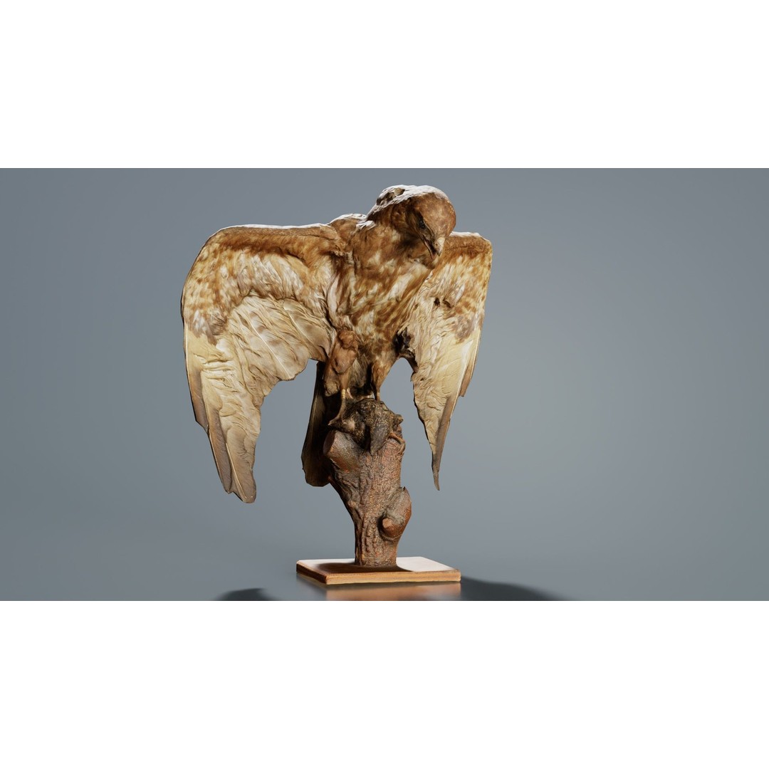 Australasian Harrier 3D Model – Low Poly Bird, FBX, Blender - View 7