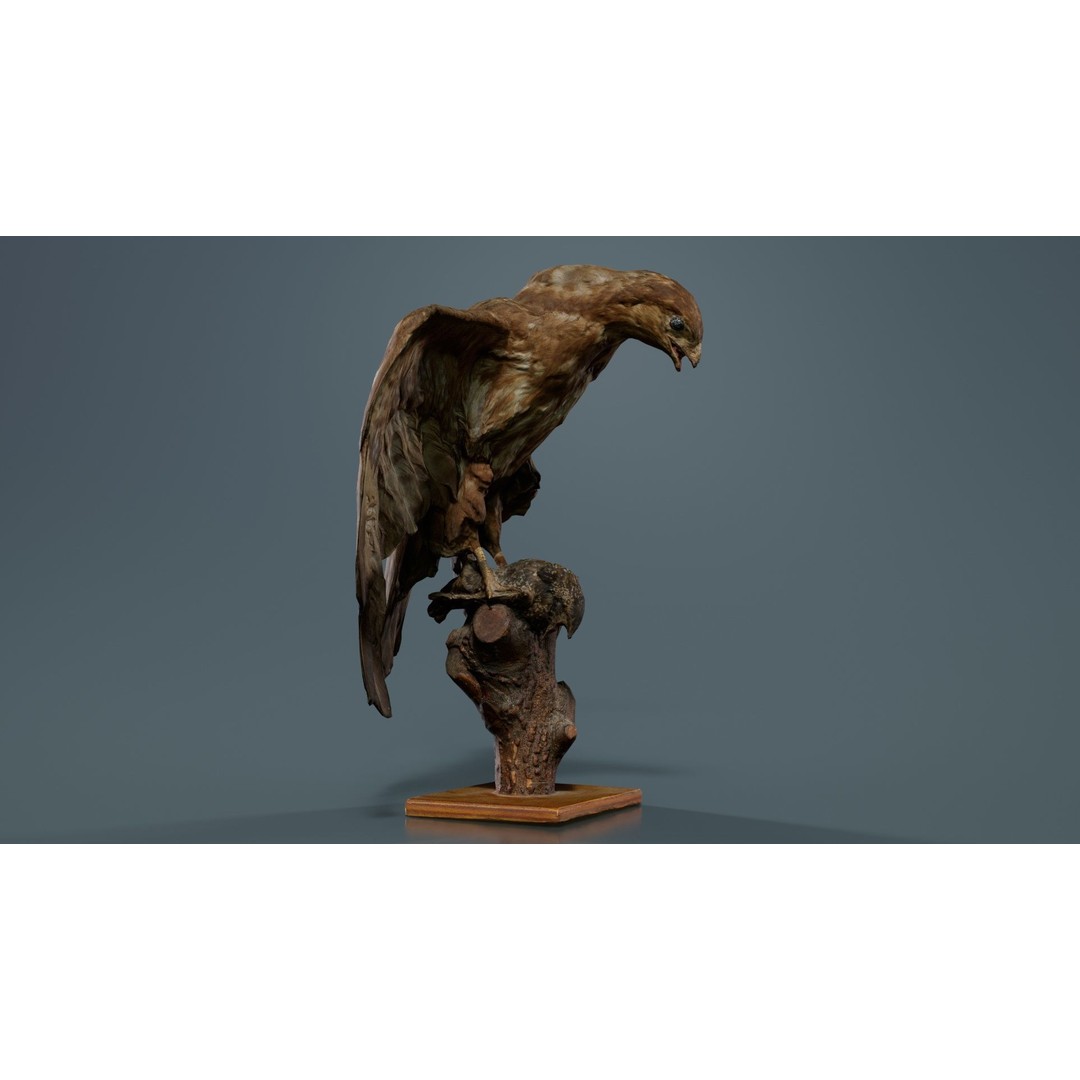 Australasian Harrier 3D Model – Low Poly Bird, FBX, Blender - View 8