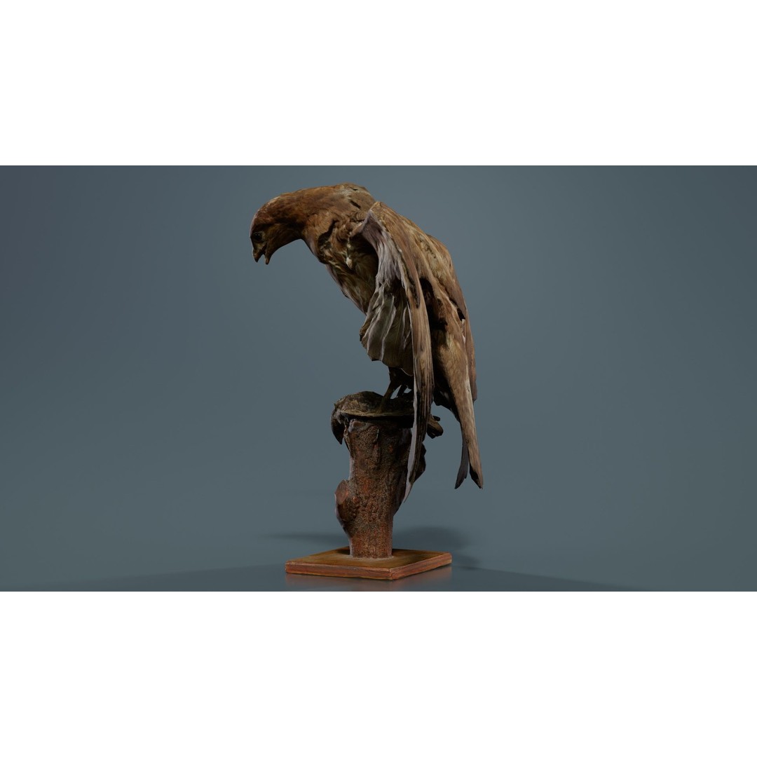 Australasian Harrier 3D Model – Low Poly Bird, FBX, Blender - View 9