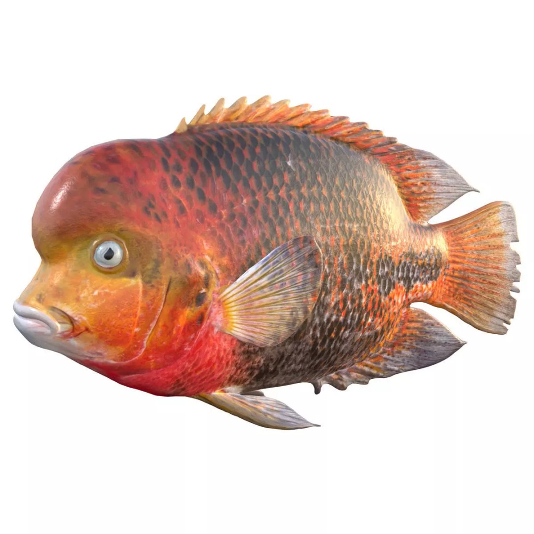 Redhead Cichlid 3D Model – Low Poly Fish Asset, Blender, FBX, OBJ - View 2