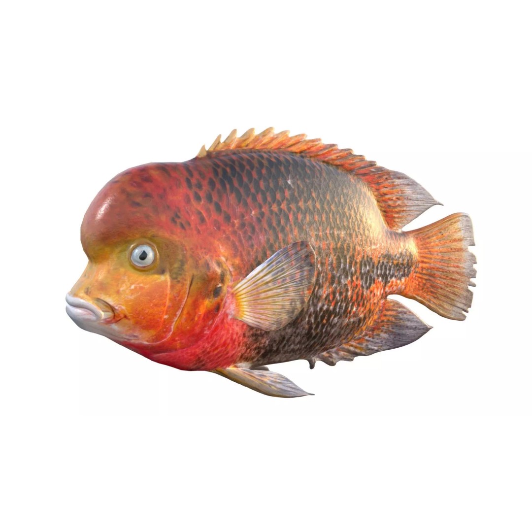 Redhead Cichlid 3D Model – Low Poly Fish Asset, Blender, FBX, OBJ - View 3