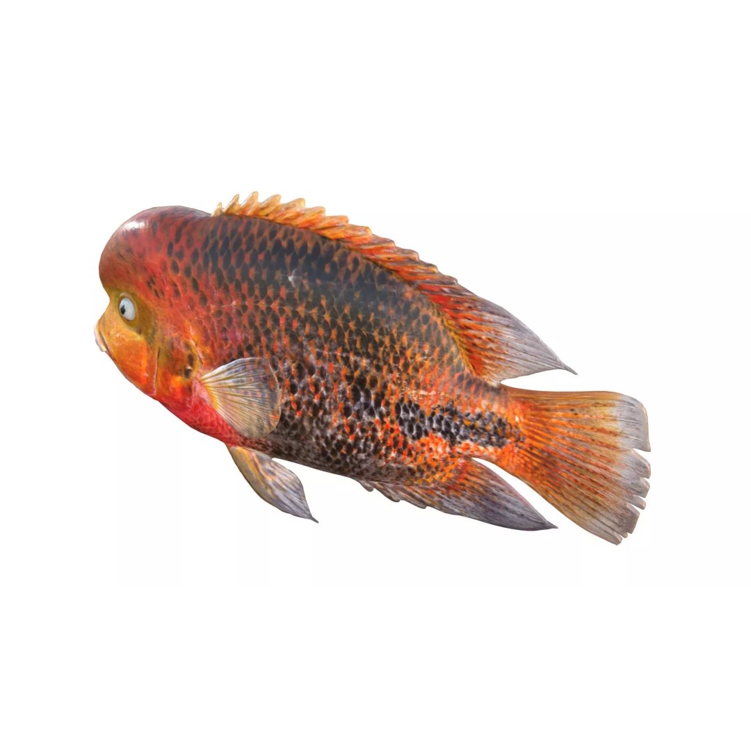 Redhead Cichlid 3D Model – Low Poly Fish Asset, Blender, FBX, OBJ - View 4